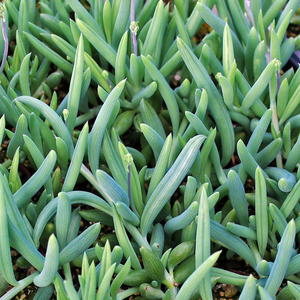 Senecio radicans 'Glauca' - Blue Pickle Vine