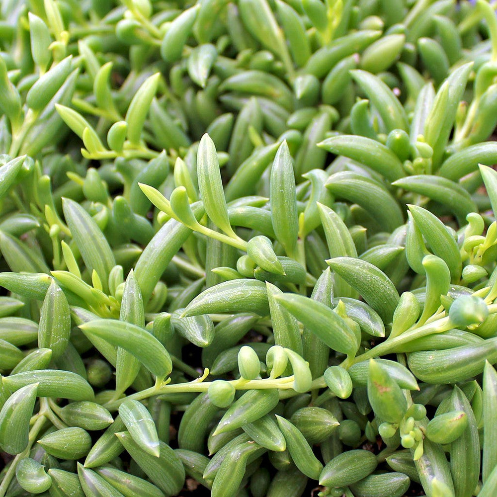 Senecio radicans - String of Bananas, Fish Hooks