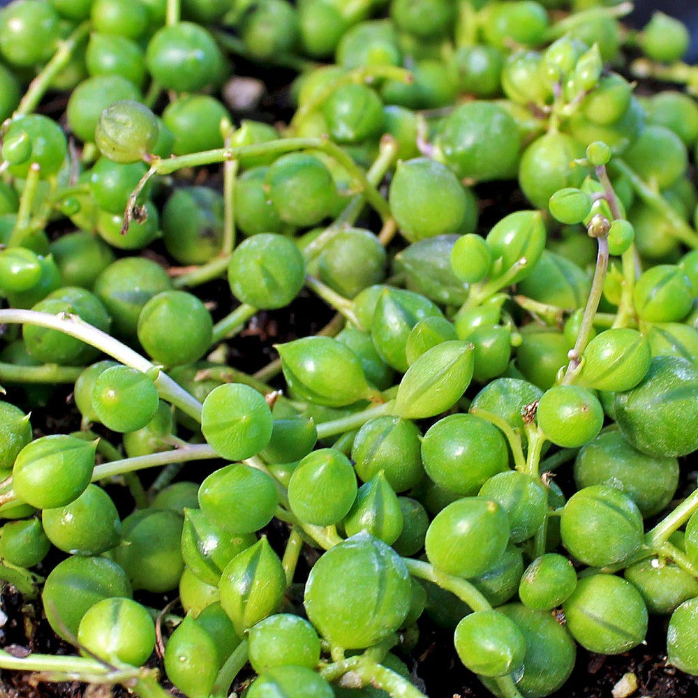 Senecio rowleyanus - String of Pearls [large]
