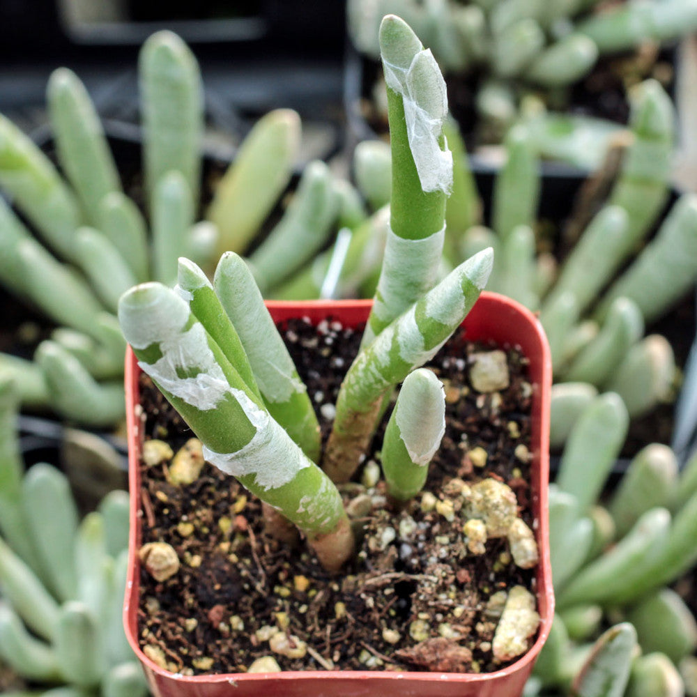 Senecio scaposus