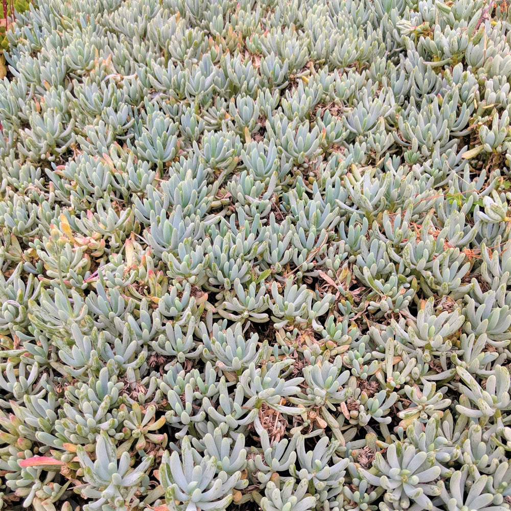 Senecio serpens - Mini Blue Chalksticks