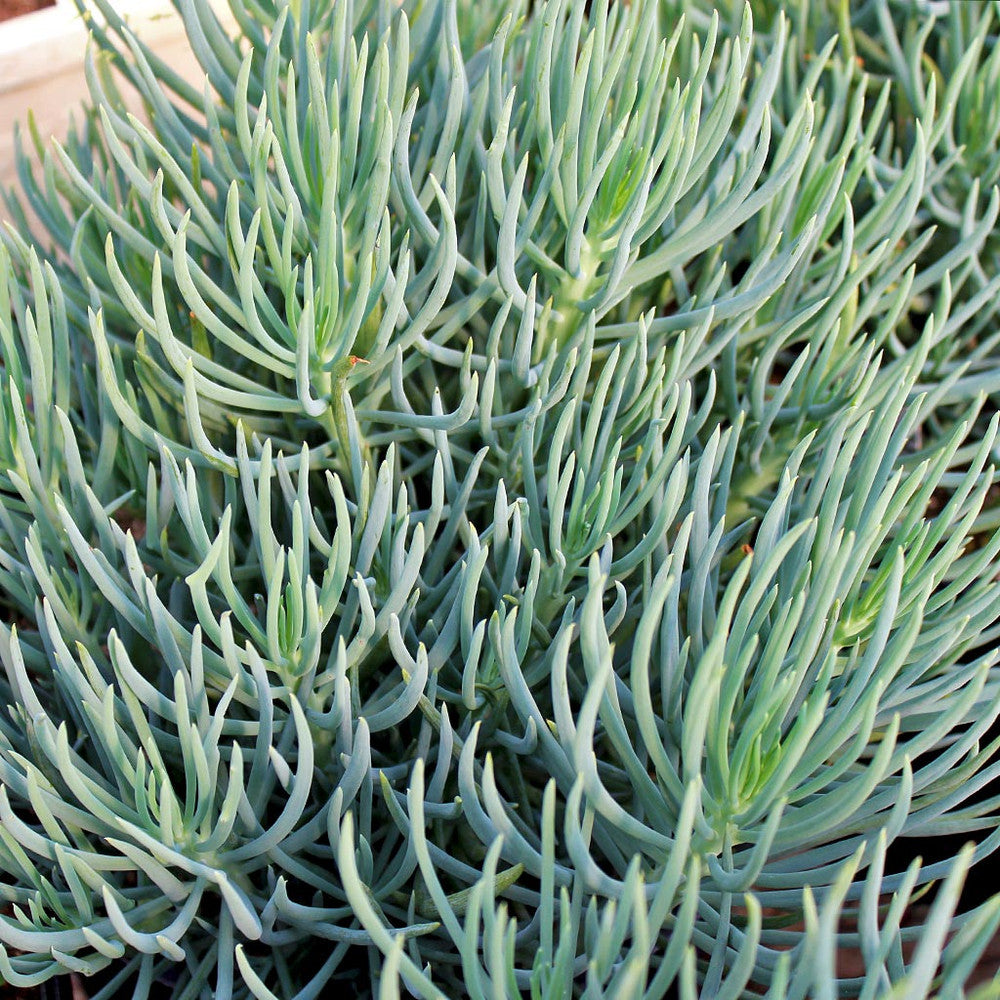 Senecio vitalis 'Serpents' - Blue Chalk Fingers