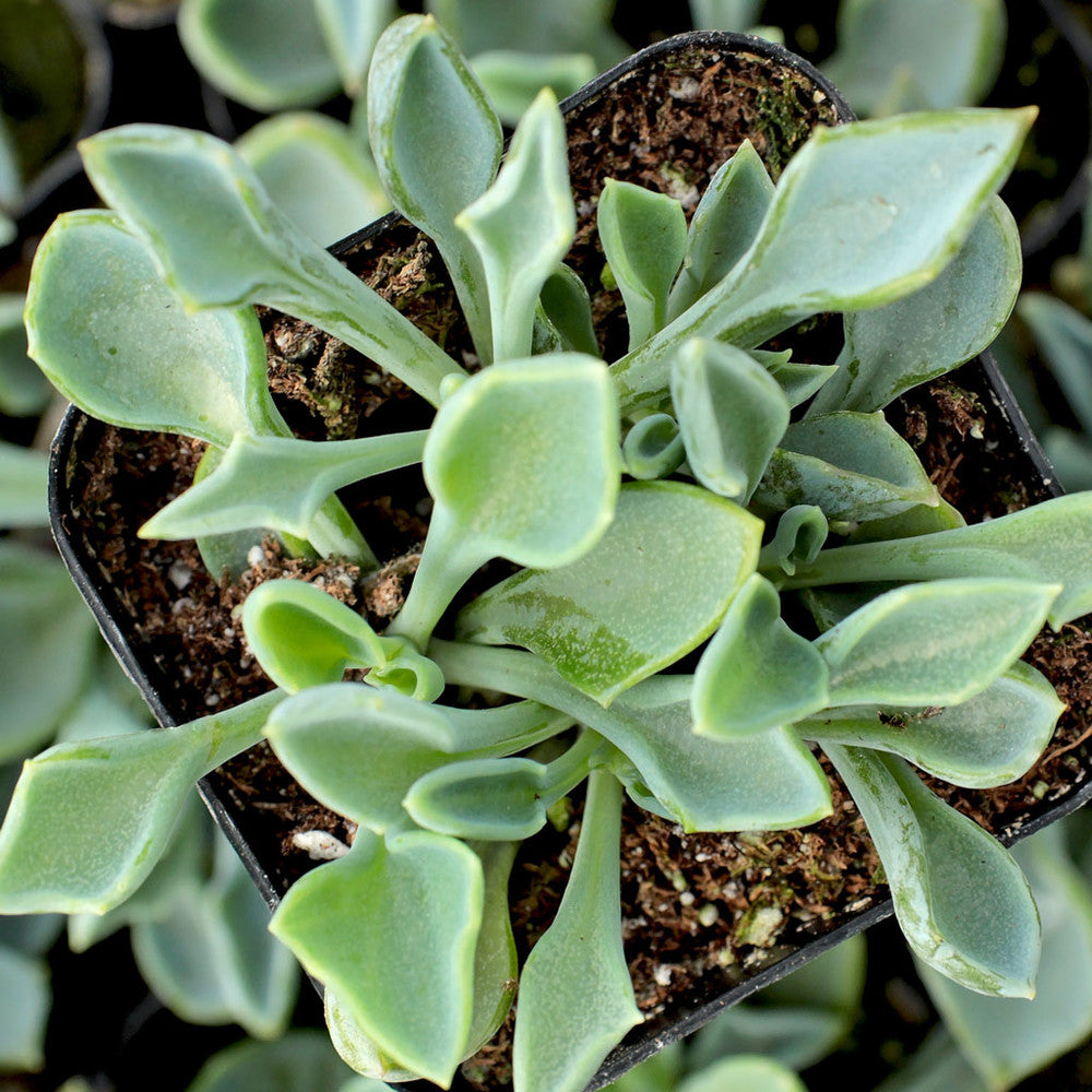 Senecio kleiniiformis - Spear Head