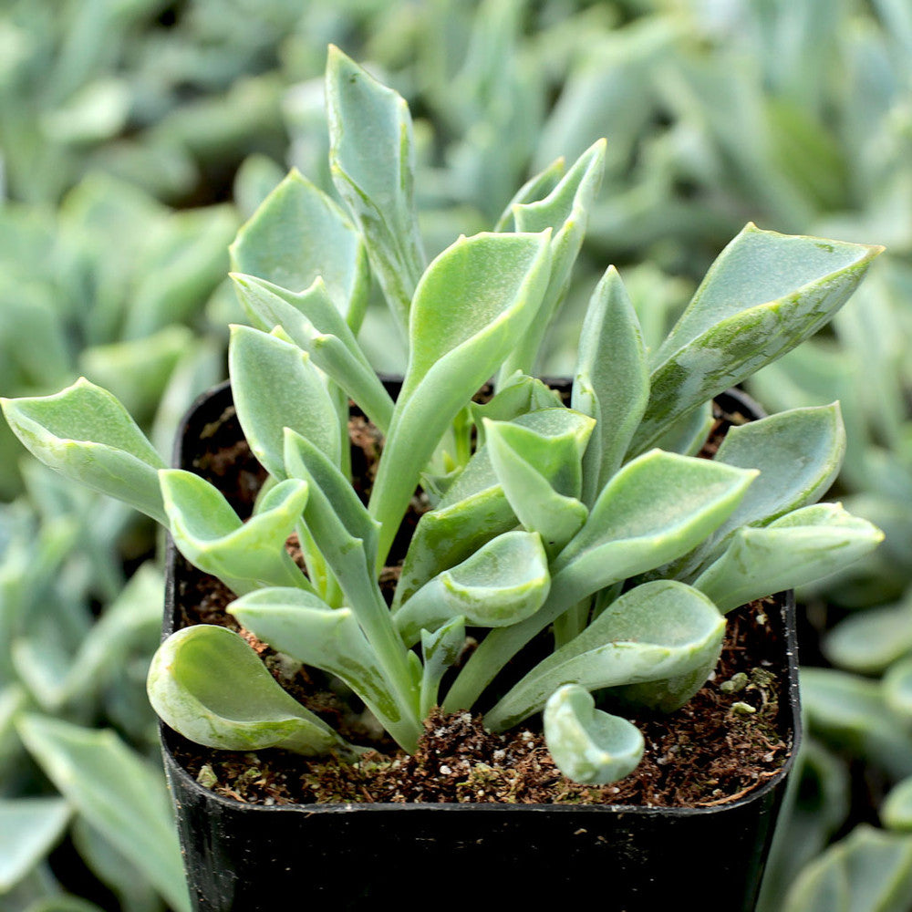 Senecio kleiniiformis - Spear Head