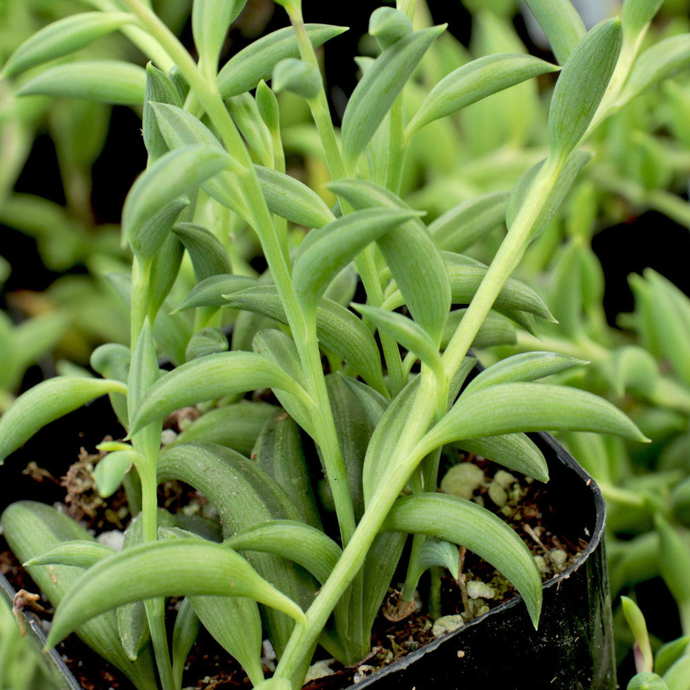 Senecio radicans - String of Bananas, Fish Hooks
