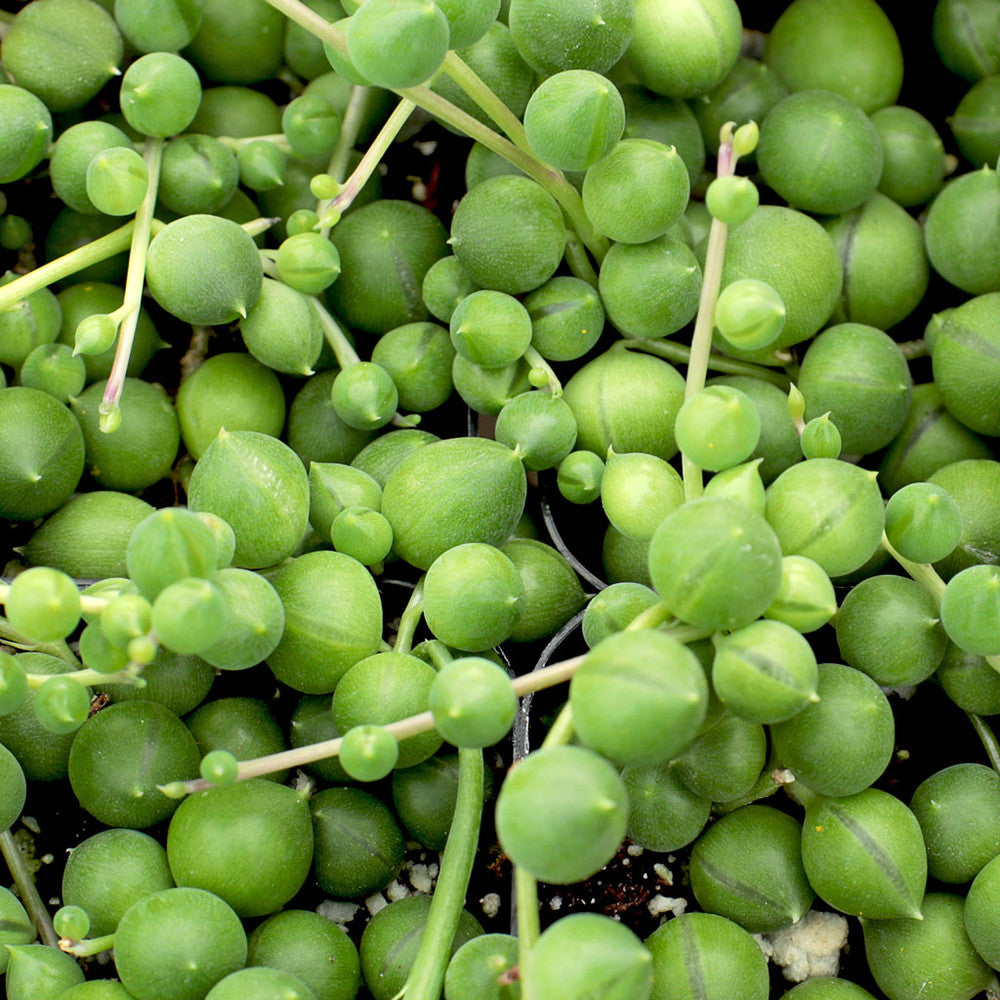 Senecio rowleyanus - String of Pearls
