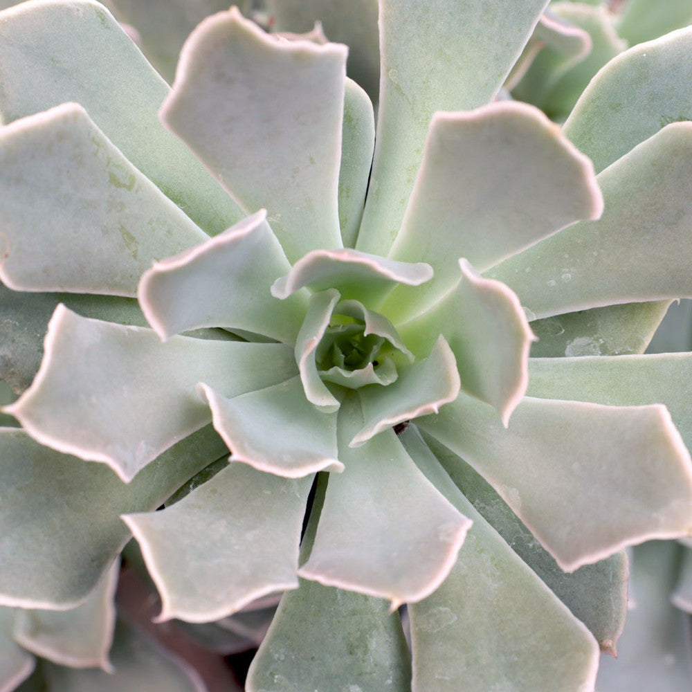 Echeveria shaviana