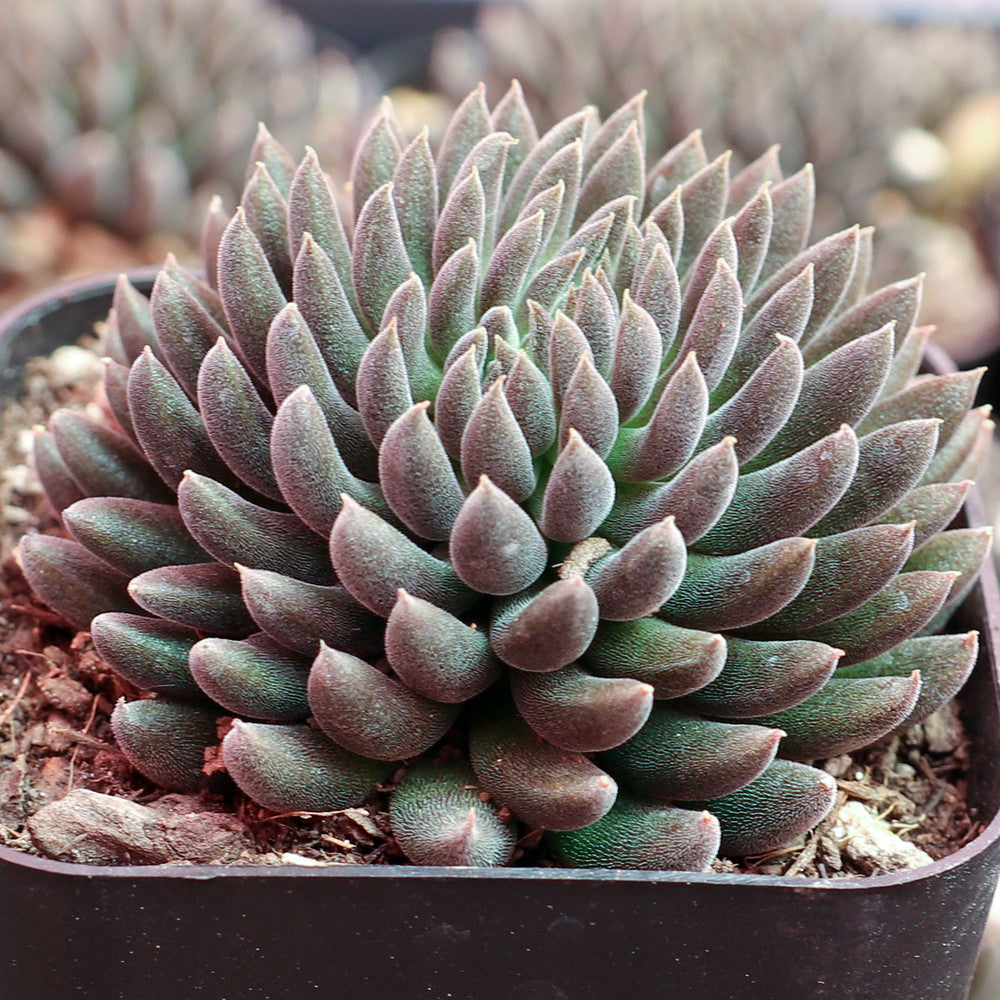 Sinocrassula yunnanensis