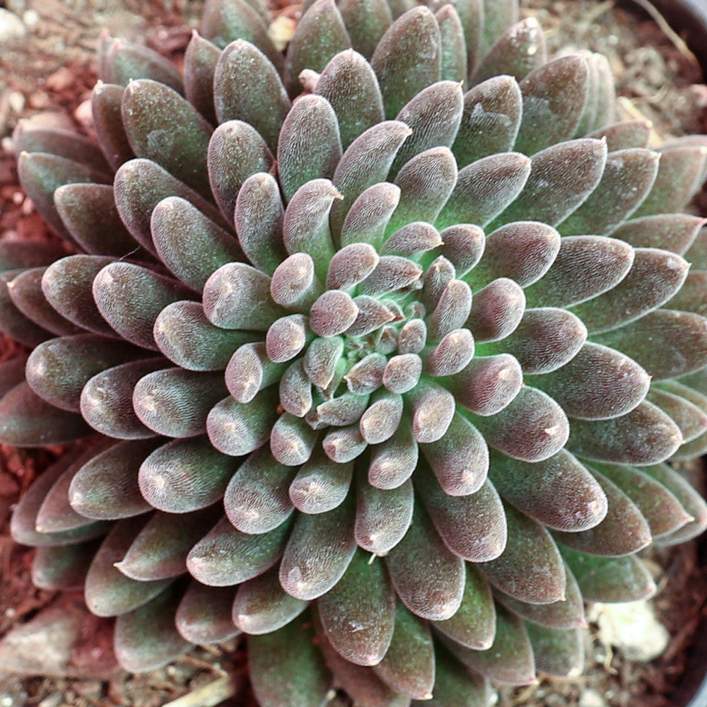 Sinocrassula yunnanensis
