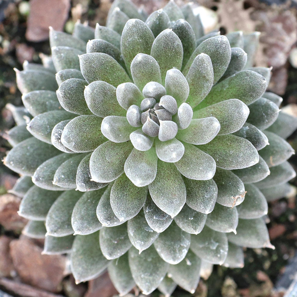 Sinocrassula yunnanensis
