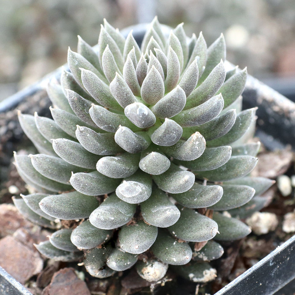 Sinocrassula yunnanensis