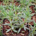 Sedum reflexum 'Spanish Blue Select'