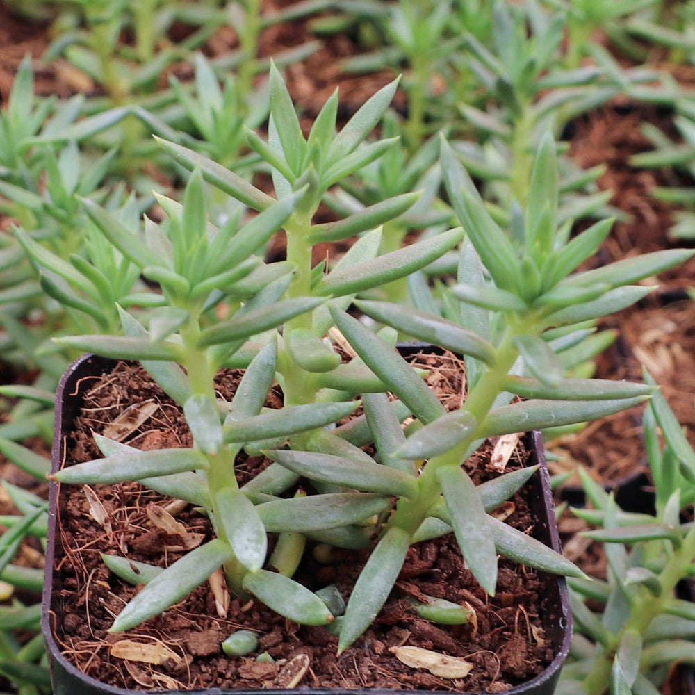 Sedum reflexum 'Spanish Blue Select'
