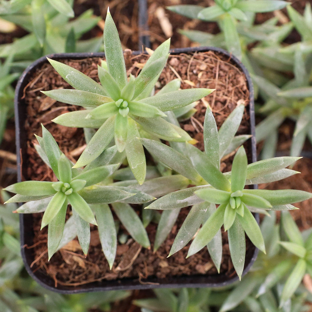 Sedum reflexum 'Spanish Blue Select'
