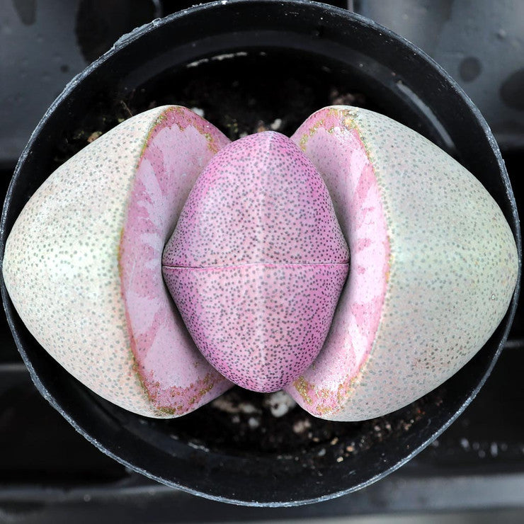 Pleiospilos nelii 'Royal Flush' - Split Rock [large]