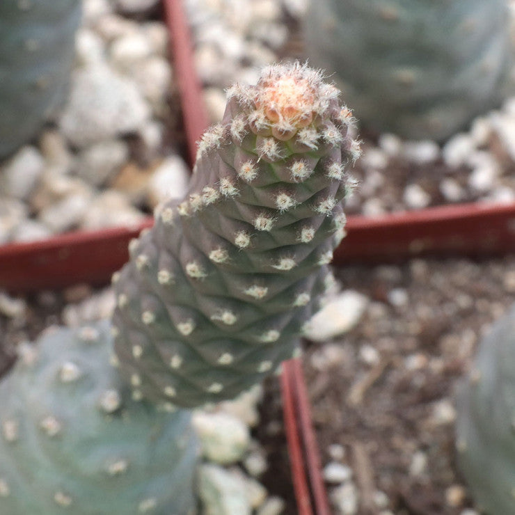Tephrocactus articulatus var. inermis - Pine Cone Cactus [large] [bare root]