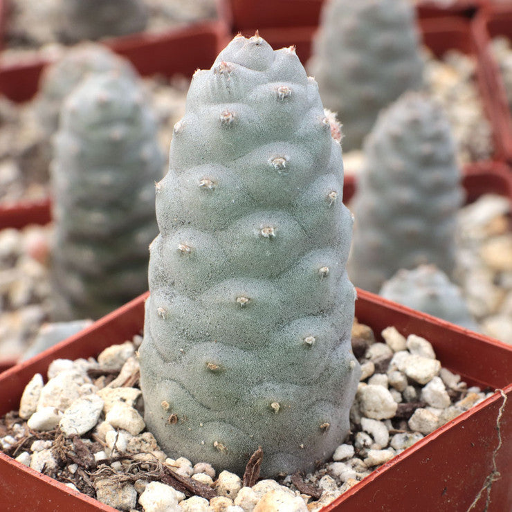Tephrocactus articulatus var. inermis - Pine Cone Cactus [large] [bare root]