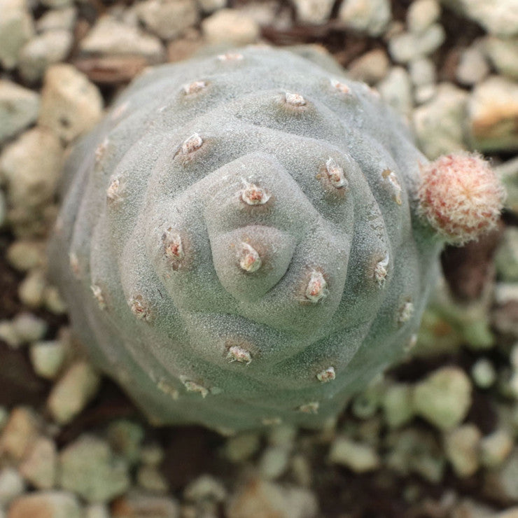 Tephrocactus articulatus var. inermis - Pine Cone Cactus [large] [bare root]