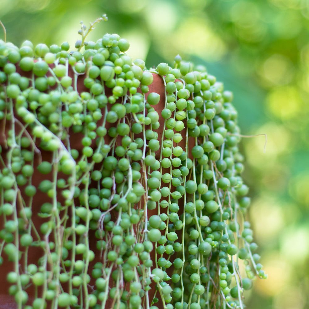Senecio rowleyanus - String of Pearls