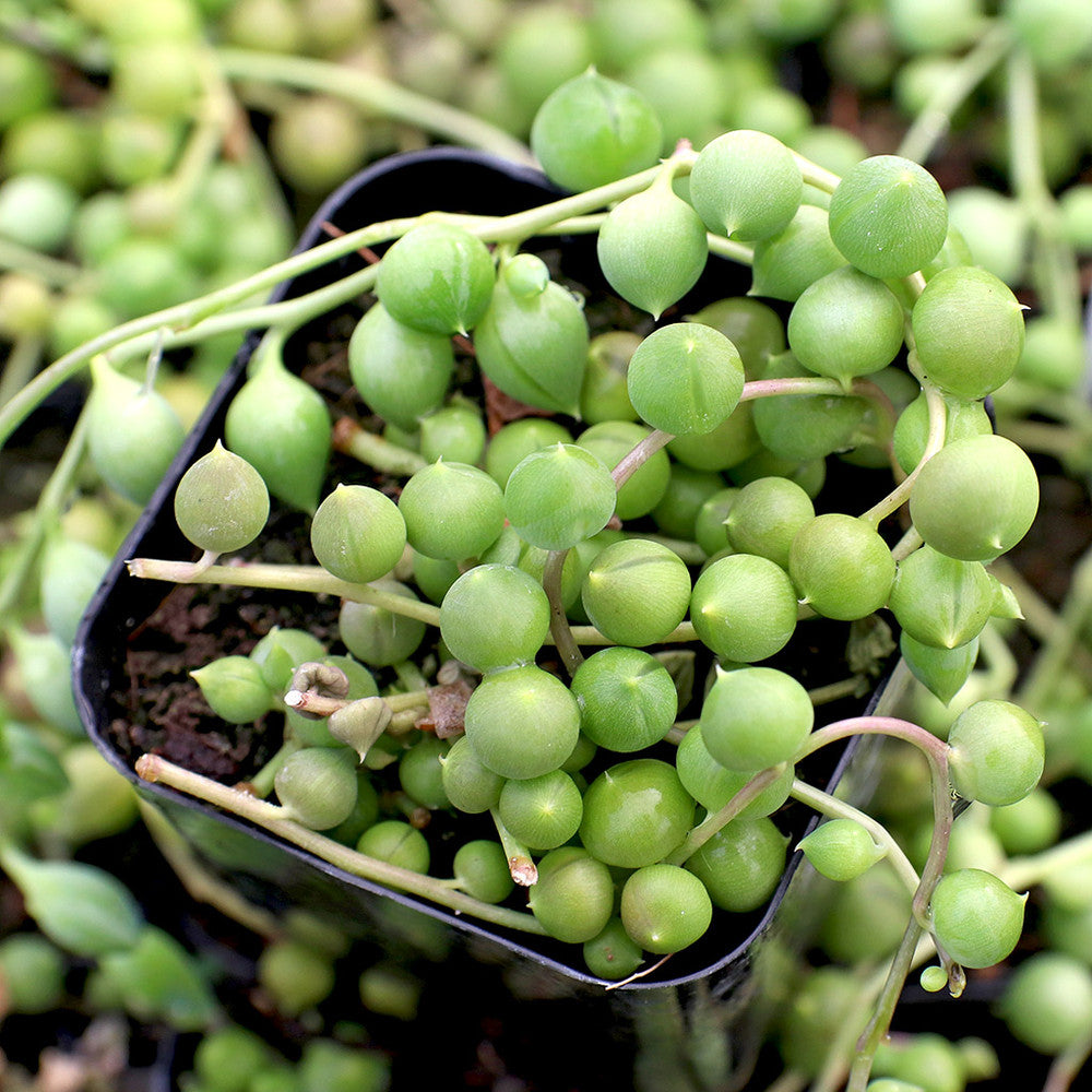 Senecio rowleyanus - String of Pearls