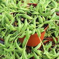Senecio radicans - String of Bananas, Fish Hooks [large]
