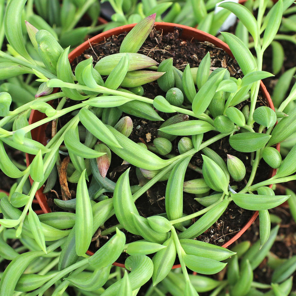 Senecio radicans - String of Bananas, Fish Hooks [large]