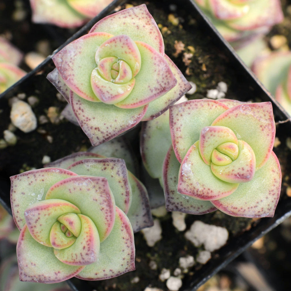 Crassula perforata ssp. kougaensis