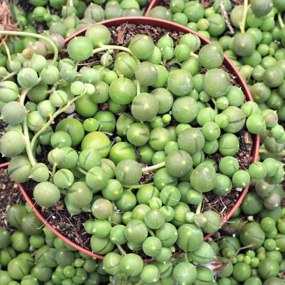 Senecio rowleyanus - String of Pearls [large]