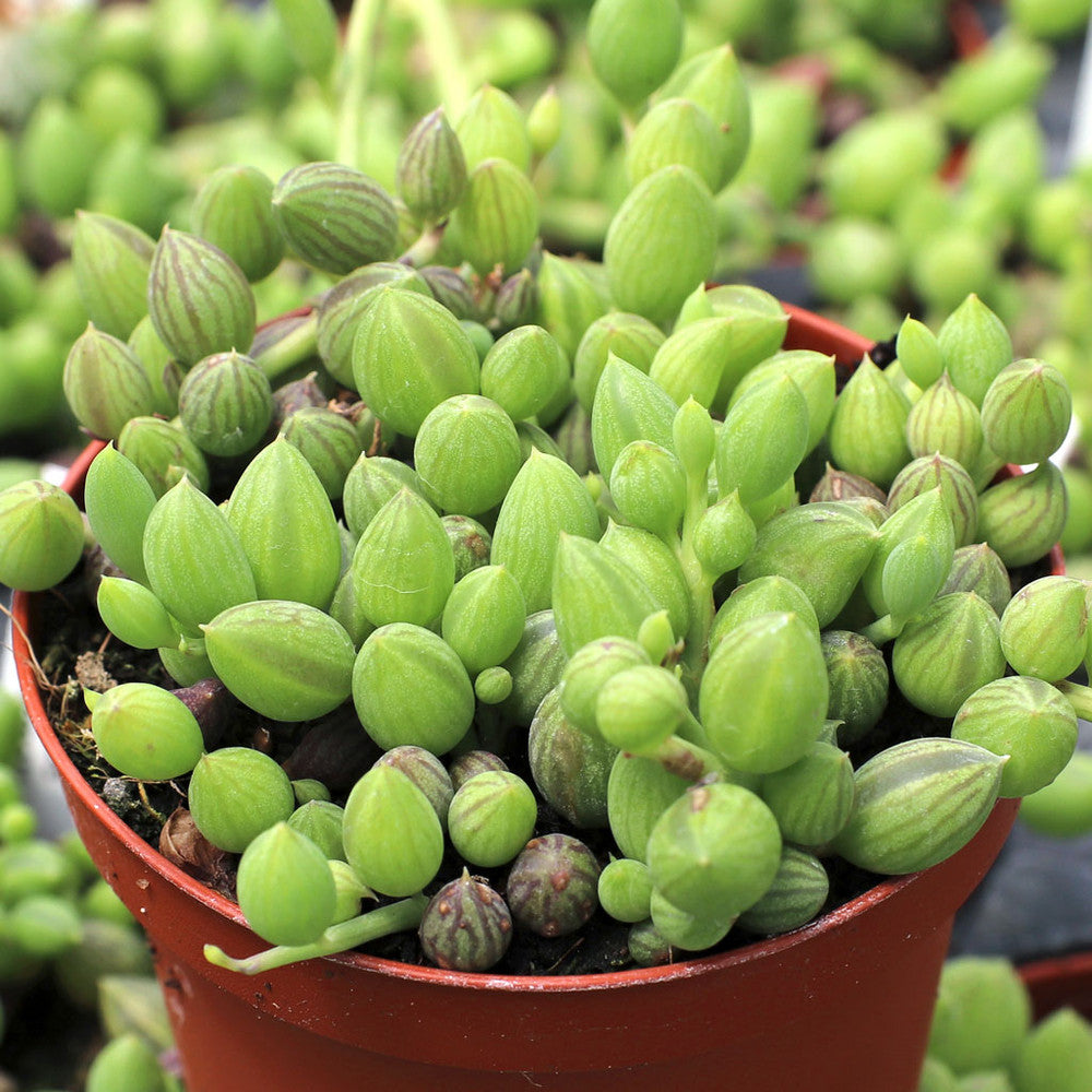 Senecio herreanus - String of Watermelons [large]