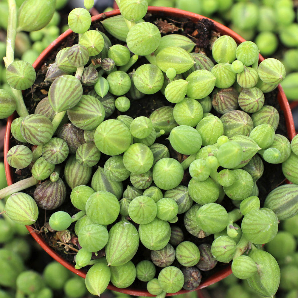 Senecio herreanus - String of Watermelons [large]