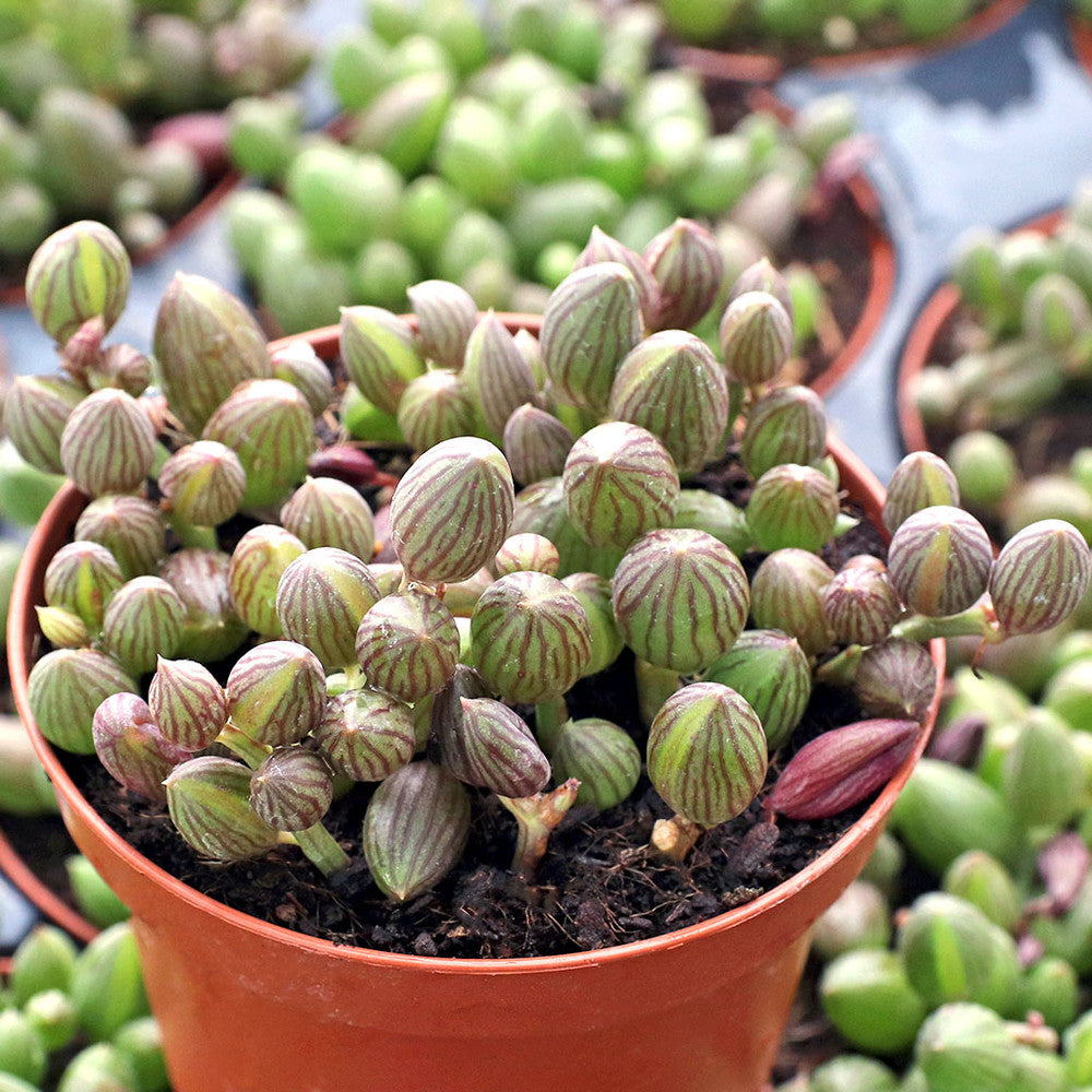 Senecio herreanus - String of Watermelons [large]
