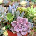 MCG Sundry Gardens - Soft Succulents 3.5in