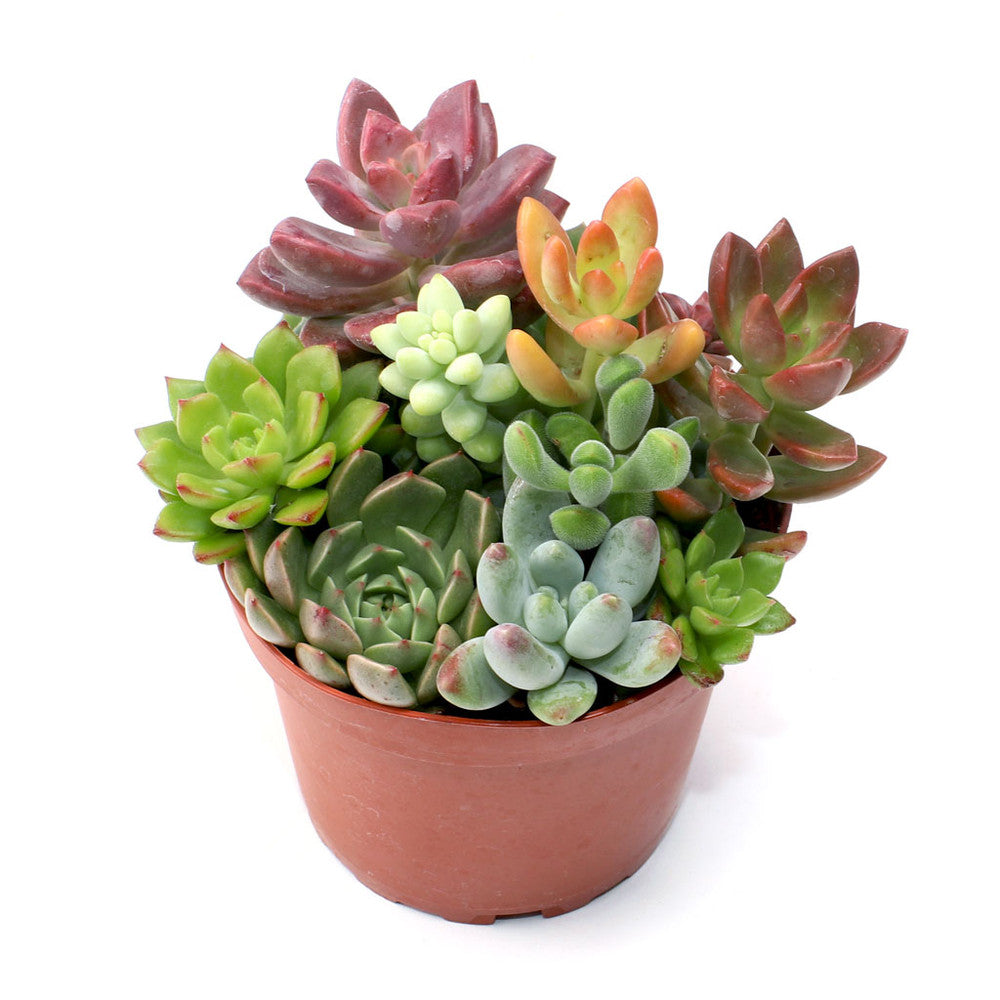 MCG Sundry Gardens - Soft Succulents 3.5in