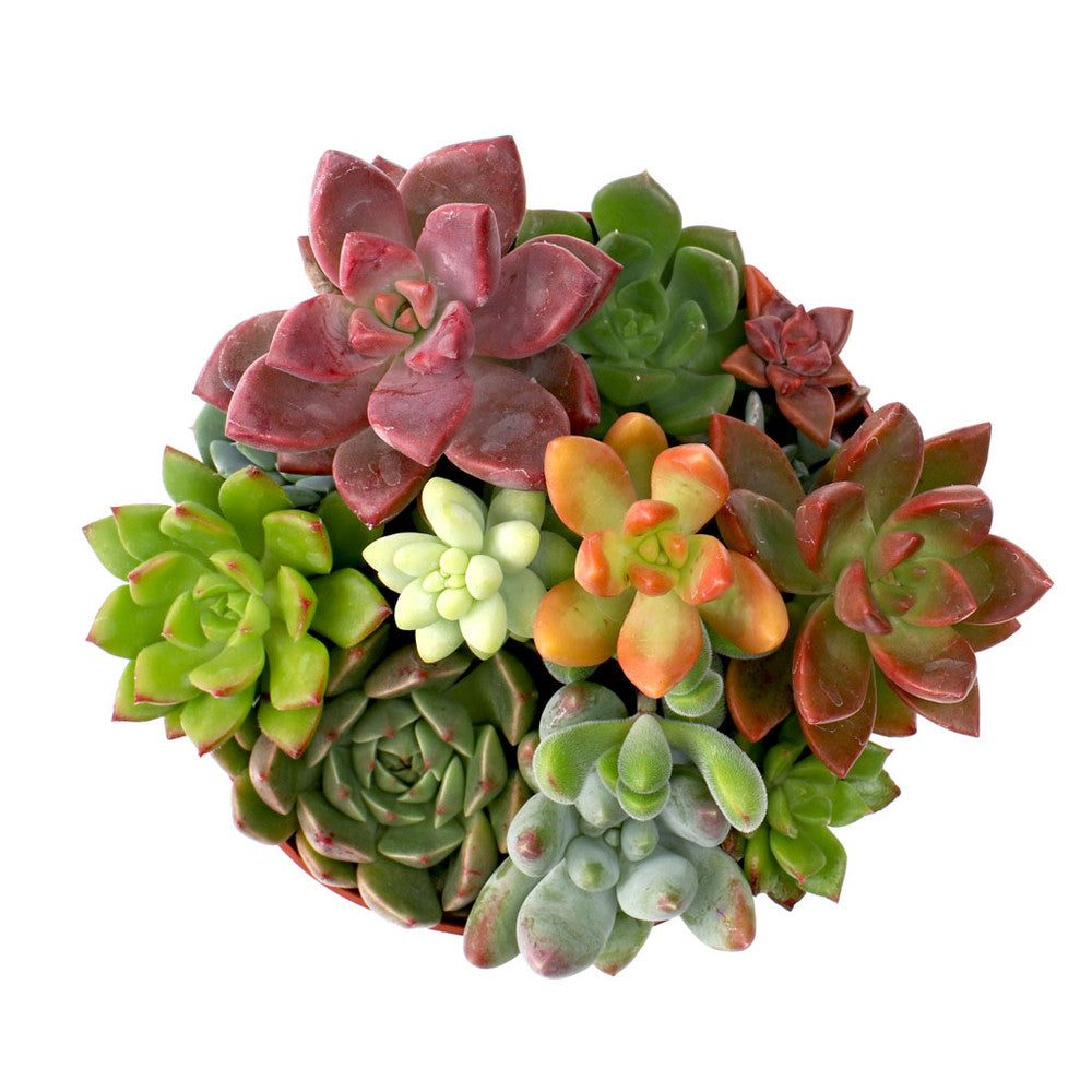 MCG Sundry Gardens - Soft Succulents 3.5in