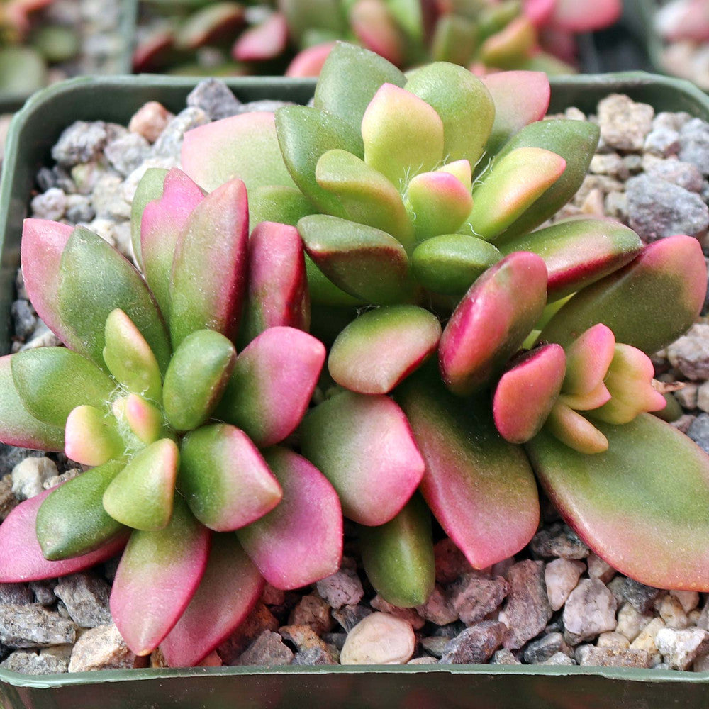 Anacampseros telephiastrum f. variegatum 'Sunrise' [large]
