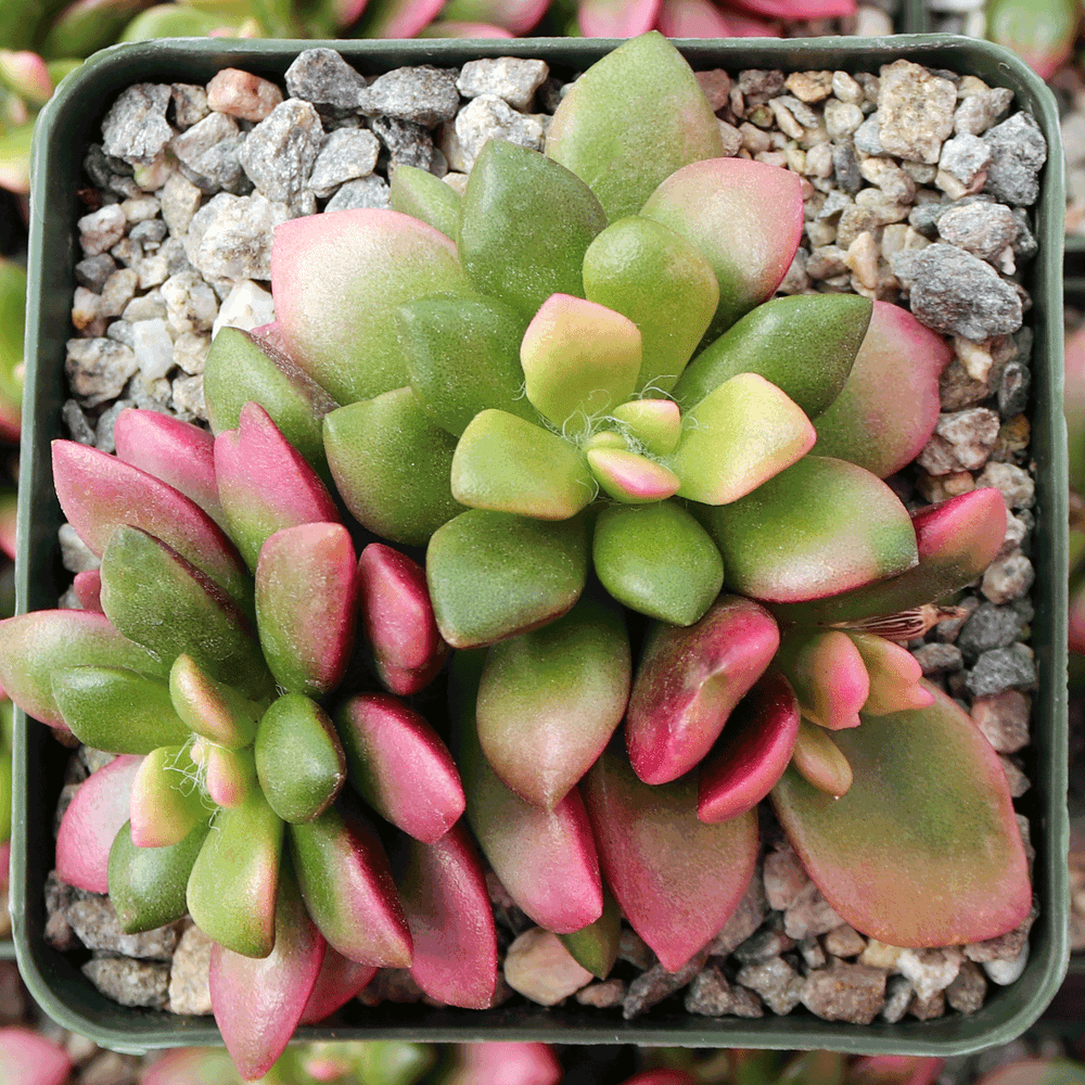 Anacampseros telephiastrum f. variegatum 'Sunrise' [large]