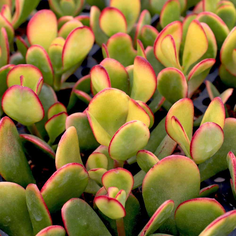 Crassula ovata 'Hummel's Sunset' - Golden Jade