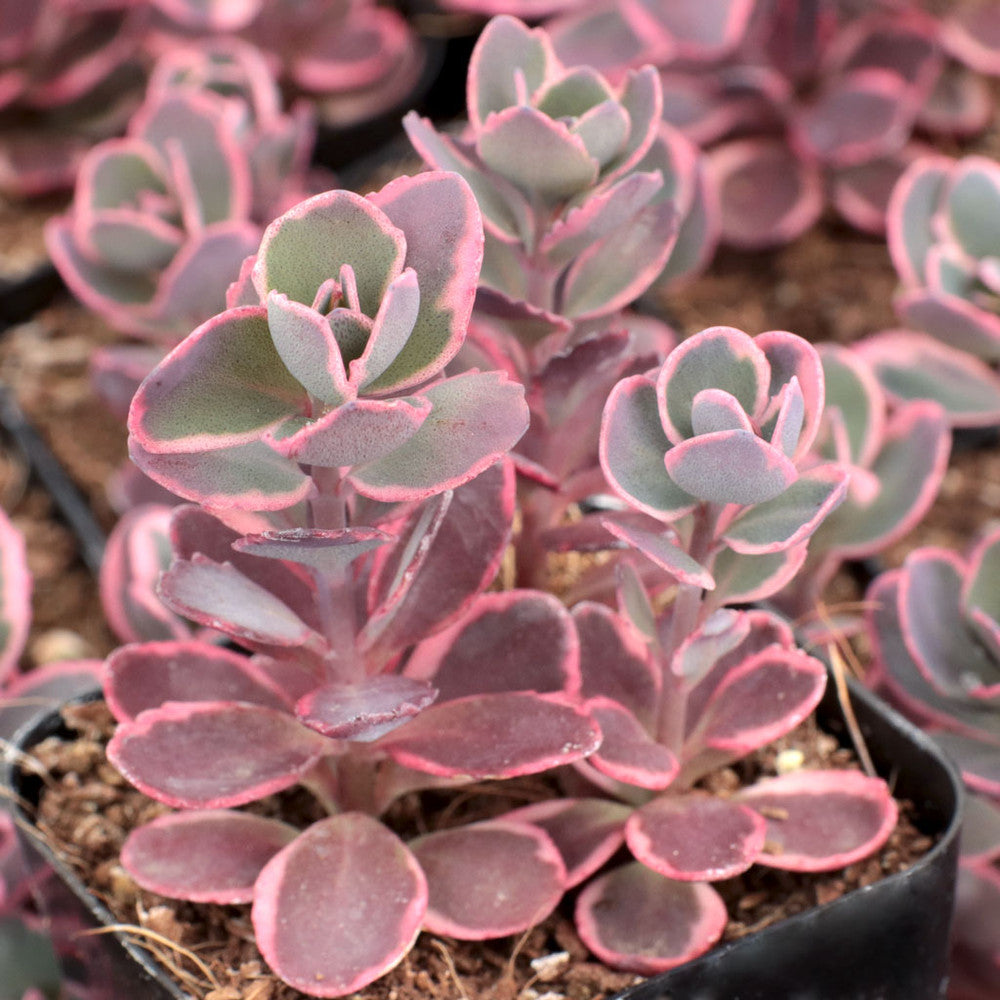 Sedum Sunsparkler® 'Dream Dazzler' [large]