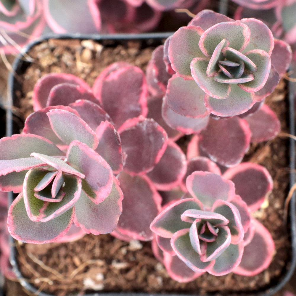 Sedum Sunsparkler® 'Dream Dazzler' [large]