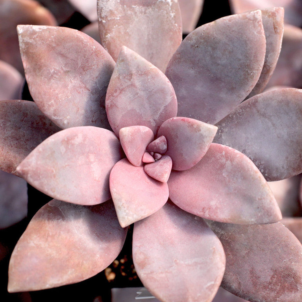Graptopetalum superbum
