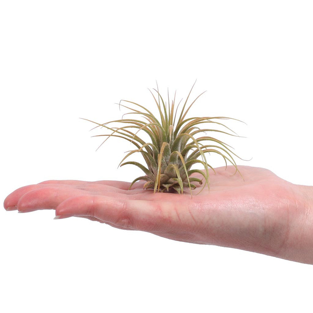 Air Plant - Tillandsia ionantha (orange, enhanced) [2.0-3.0"]
