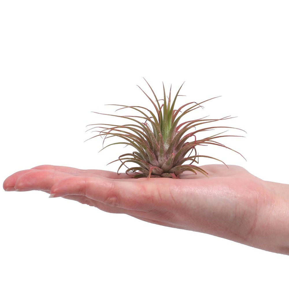 Air Plant - Tillandsia ionantha (red, enhanced) [2.0-3.0"]