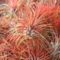 Air Plant - Tillandsia ionantha (red, enhanced) [2.0-3.0"]