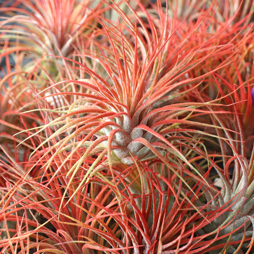 Air Plant - Tillandsia ionantha (red, enhanced) [2.0-3.0"]