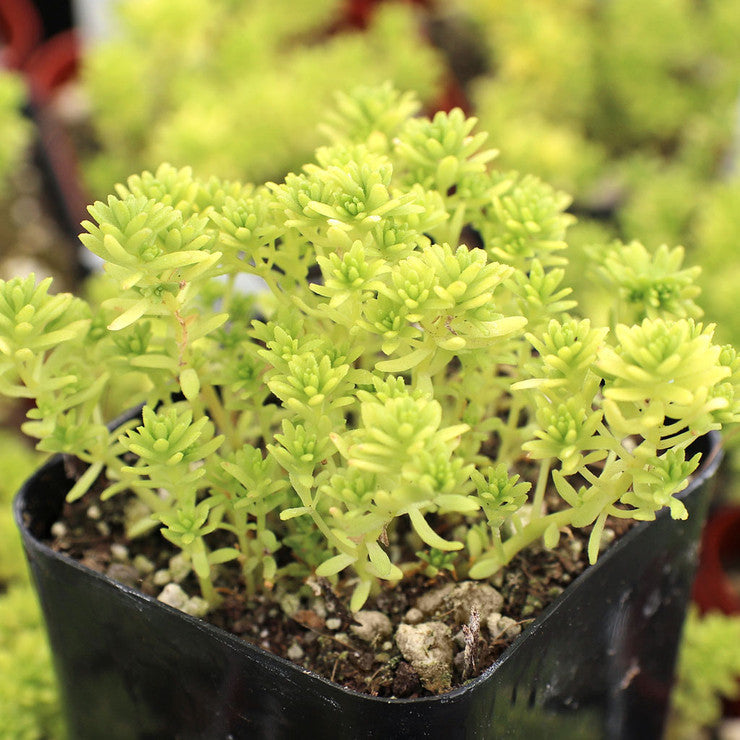 Sedum japonicum 'Tokyo Sun' [large]
