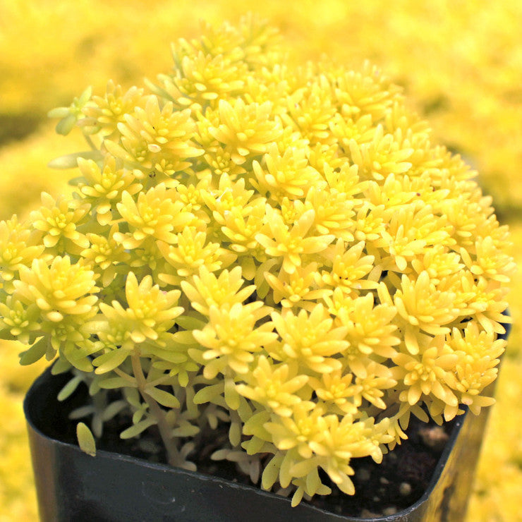 Sedum japonicum 'Tokyo Sun' [large]