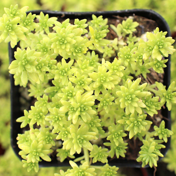 Sedum japonicum 'Tokyo Sun' [large]