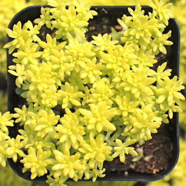 Sedum japonicum 'Tokyo Sun' [large]