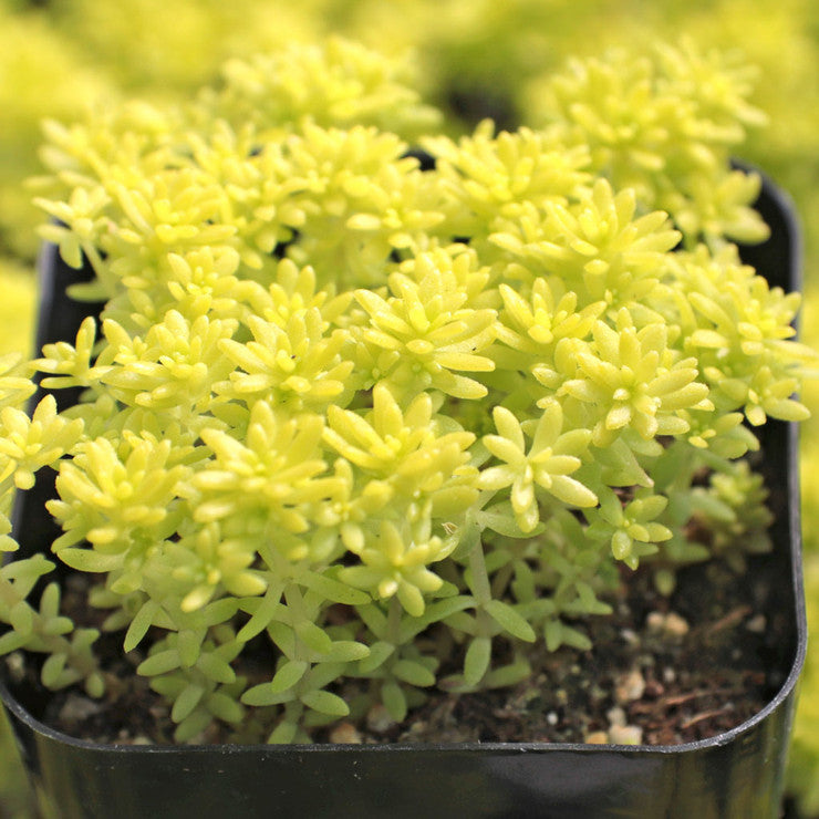 Sedum japonicum 'Tokyo Sun' [large]