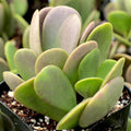 Senecio jacobsenii - Trailing Jade, Weeping Jade